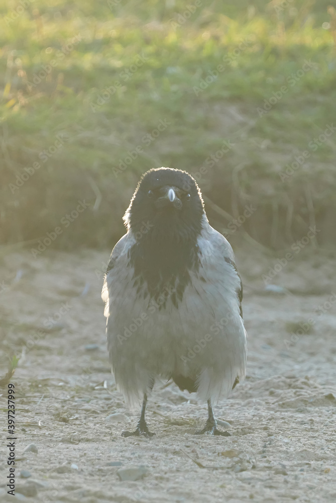 Fototapeta premium crow in the grass. forest