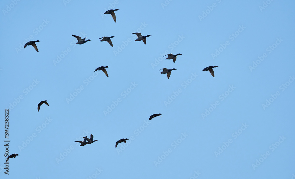 flock of ducks in flight
