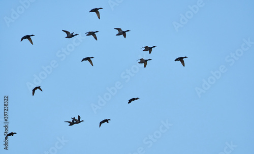 flock of ducks in flight © enskanto