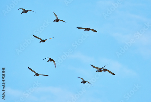 flock of ducks in flight