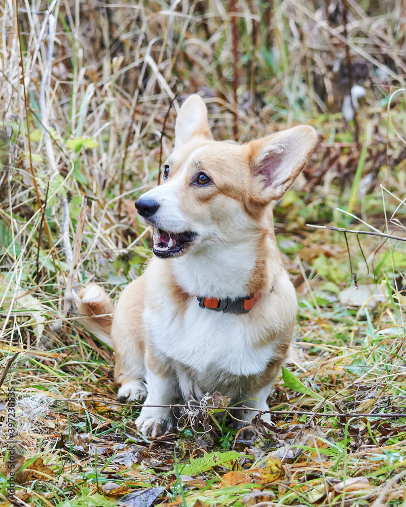beautiful corgi in the forest