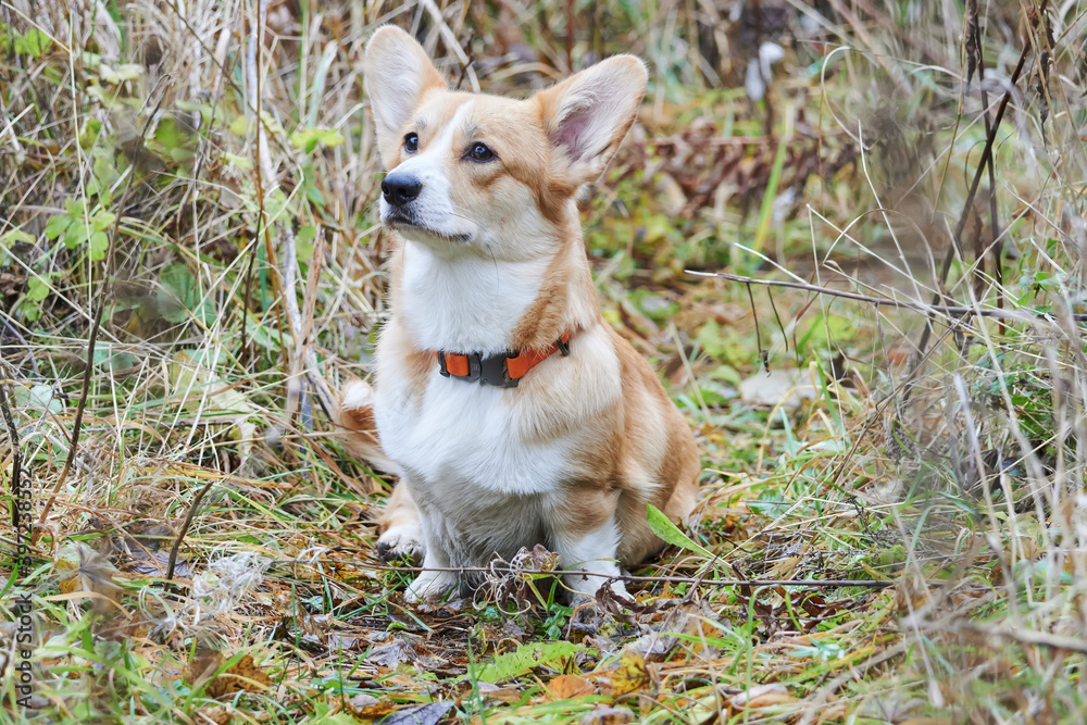 beautiful corgi in the forest