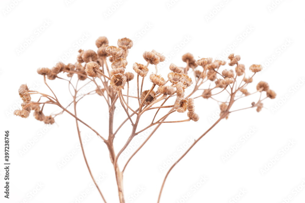 dry tansy on white background