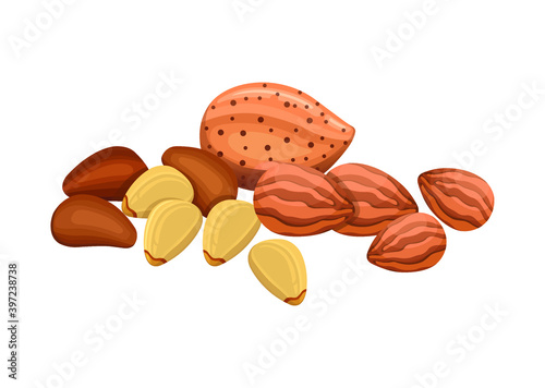 Group of nature raw nuts vector illustration.
