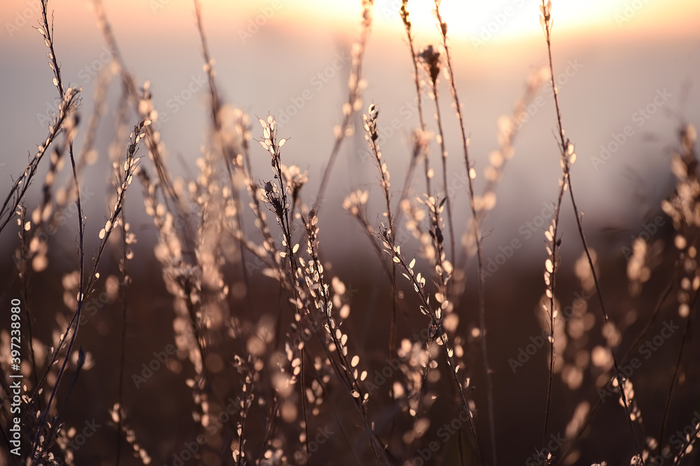 Delicate dry flowers in the sunset sunlight. Artistic photo with soft selective focus. Dried flowers in the meadow. Delicate dry flowers in the sunset sunlight. Artistic photo with soft selective focus. Dried flowers in the meadow.