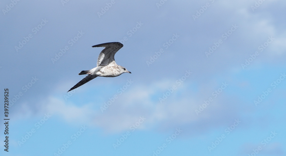 Obraz premium beautiful seagull in flight. Summer