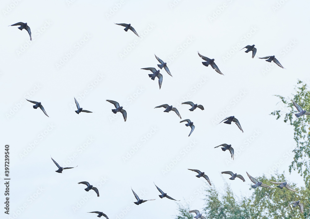 a flock of pigeons in flight