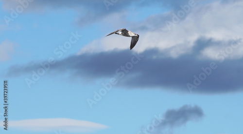 beautiful seagull in flight. Summer