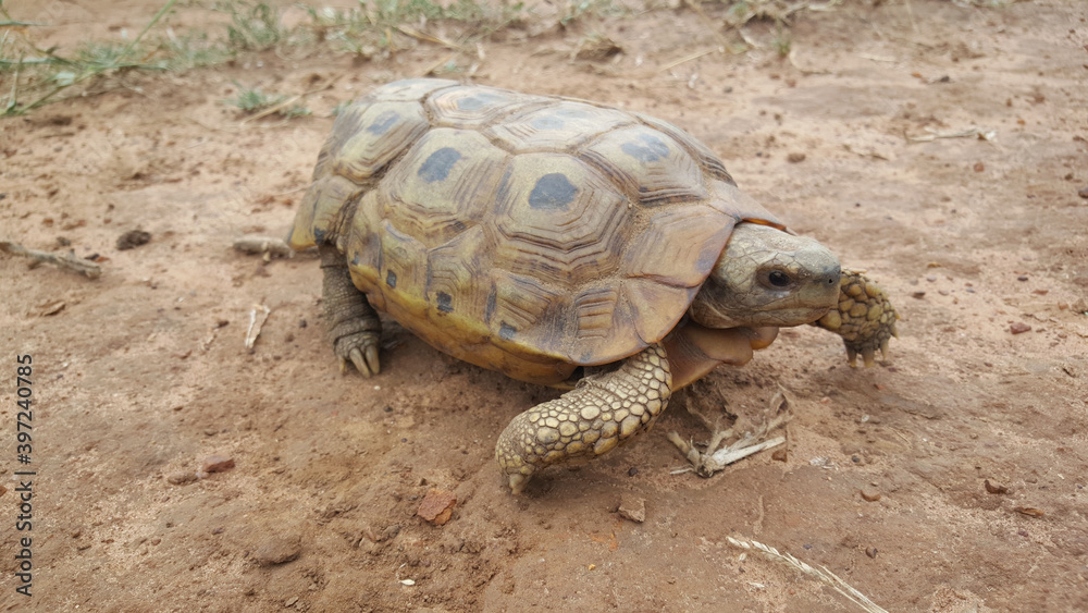 Leopard tortoise at Hlane Royal National Park Leopard tortoise at Hlane Royal National Park
