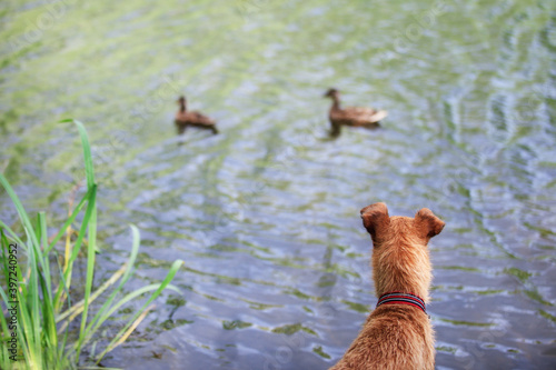 Hunting dog tracks ducks on the lake. Irish terrier.