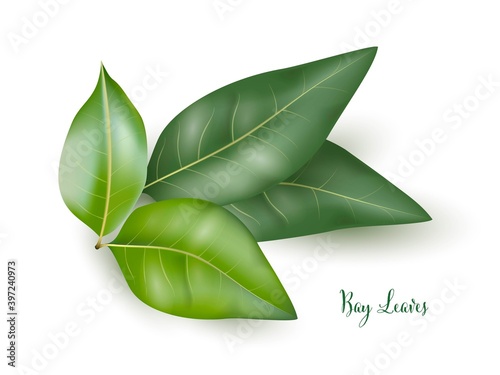 Green bay leaves branch. Herb plants for cooking and flavor vector illustration. Botanical organic elements on white background. Realistic herbal spice ingredient collection
