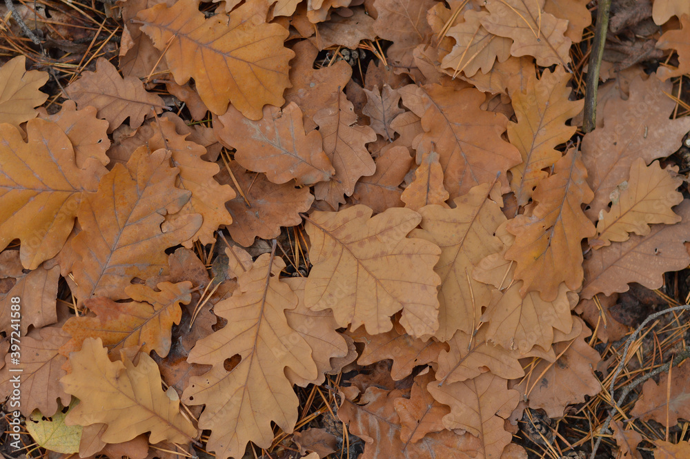 Beautiful fallen oak leaves on the ground. Autumn forest. Oak Grove. Close-up. View from above. Wallpaper. Macro.
Beautiful fallen oak leaves on the ground. Autumn forest. Oak Grove. Close-up. View from above. Wallpaper. Macro.