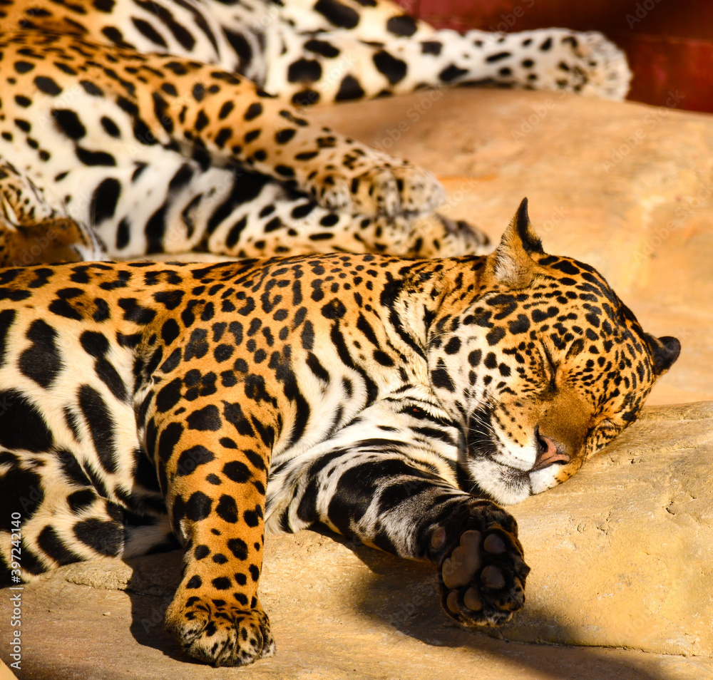 Obraz premium A family of jaguars, fast and daring, asleep and bask in the sun