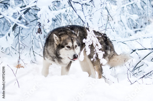 dog in the snow in winter  alaskan malamute