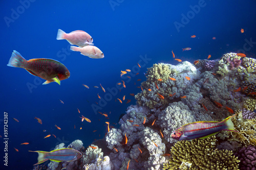 Fototapeta Naklejka Na Ścianę i Meble -  Tropical fish and corals. Red Sea
