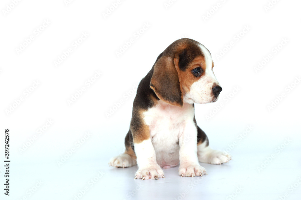 Beagle dog look right side. Cute puppy on isolated white background.