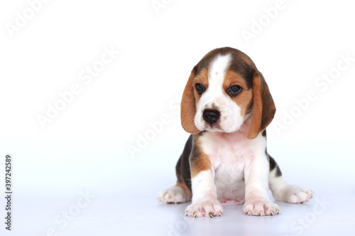 Beagle is a breed of small hound. Picture have copy space for text.