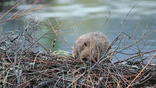 American Beaver at dam, fixing dam, making dam, swimming