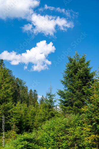 Beautiful summer landscape. Pines trees. Blue sky. Copy space.