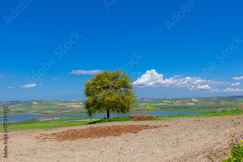 Buyukcekmece Mimar Sinan Bridge and its surrounding flower fields. photo