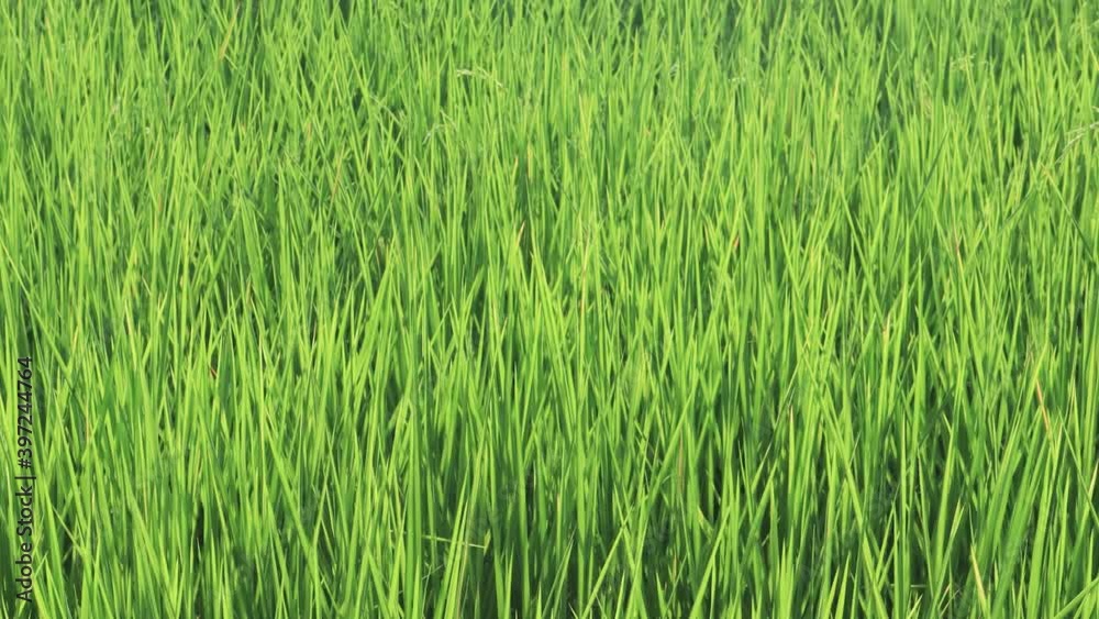 Agricultural lifestyle concept of Thailand. Agriculture rural life with for rice farming, Green young rice plants are growing in paddy field. Paddy rice crop, rice stalks swaying in the wind. Agricultural lifestyle concept of Thailand. Agriculture rural life with for rice farming, Green young rice plants are growing in paddy field. Paddy rice crop, rice stalks swaying in the wind.