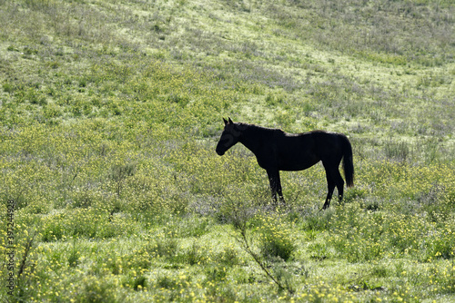 Cheval noir dans une prairie en fleurs