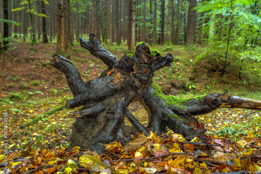 Verwitterter Wurzelstock im Wald, Bayern, Deutschland Verwitterter Wurzelstock im Wald, Bayern, Deutschland