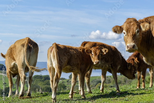 Troupeau de bovins dans une p  ture par une journ  e d hiver ensoleill  e en Italie  r  gion Lazio.