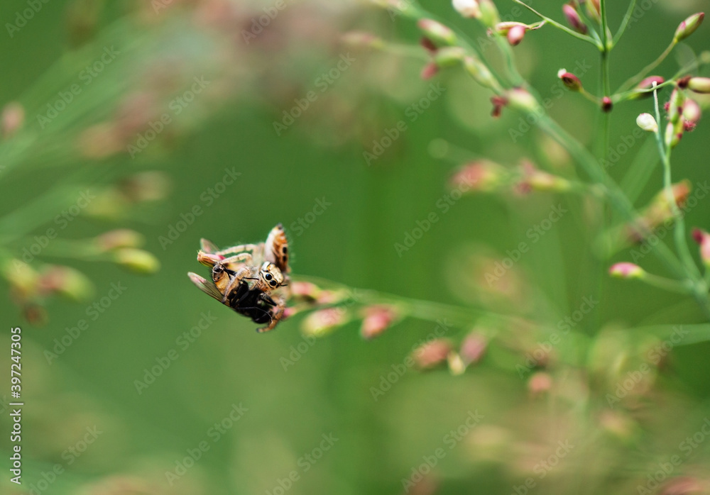 Jumping spider eating a fly macro Jumping spider eating a fly macro