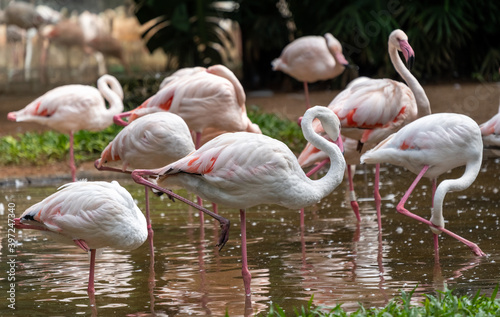 Pink flamingos in the national birds Aves park, Brazil