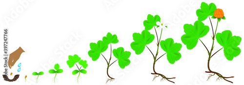 Cycle of growth of a cloudberry plant on a white background.