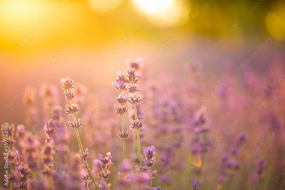 lavender field in the morning lavender field in the morning