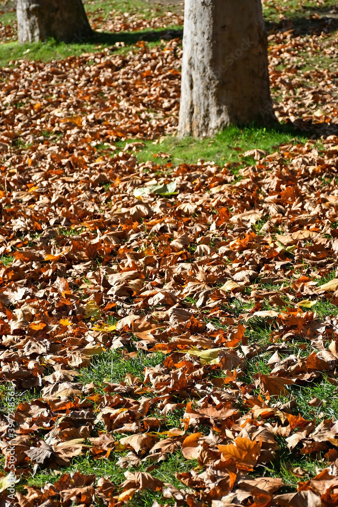 Large tree trunk in autumn time Large tree trunk in autumn time