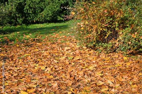 Fallen leaves in the woods autumn time