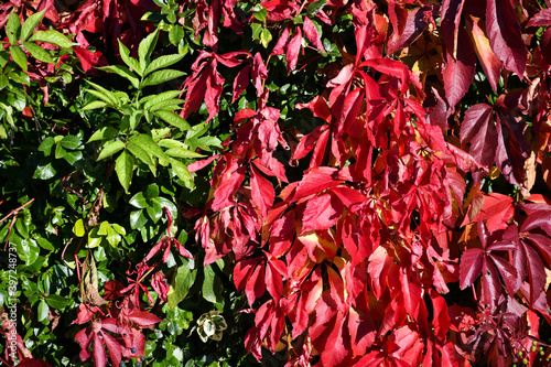 Red and green leaves in autumn time