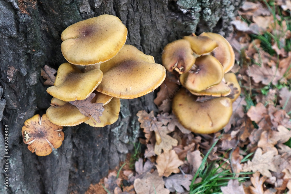 Mushroom in the woods in autumn time Mushroom in the woods in autumn time