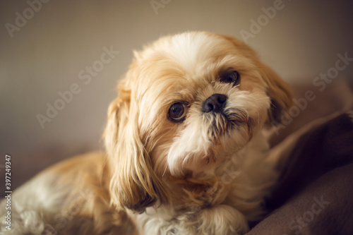 Portret psa rasy shih tzu