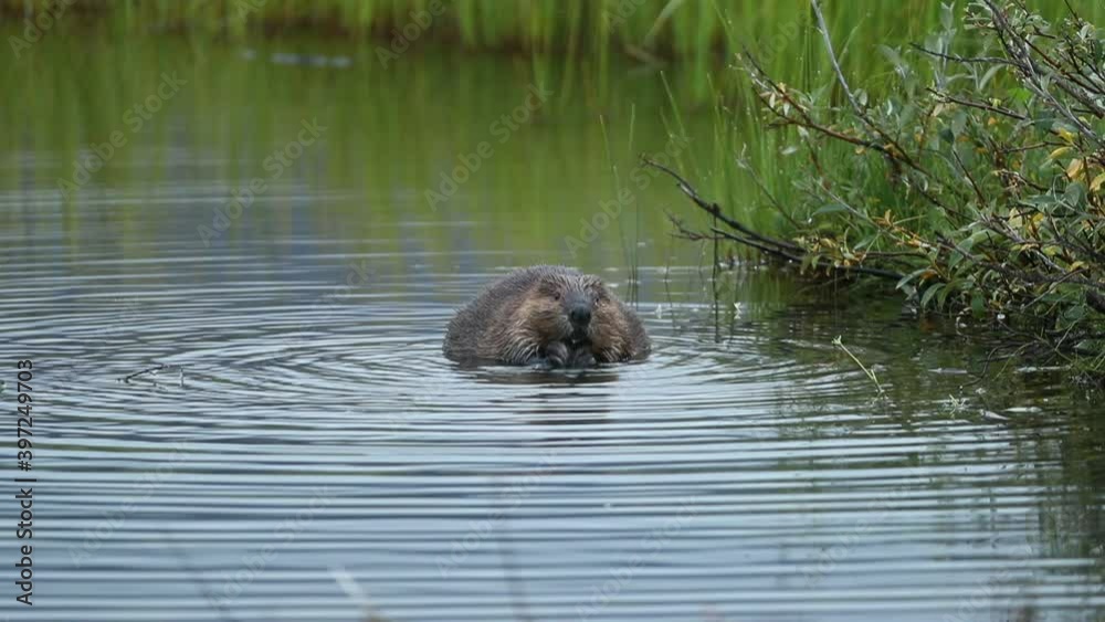 American Beaver eating leaves in water, feeding, river, lake American Beaver eating leaves in water, feeding, river, lake