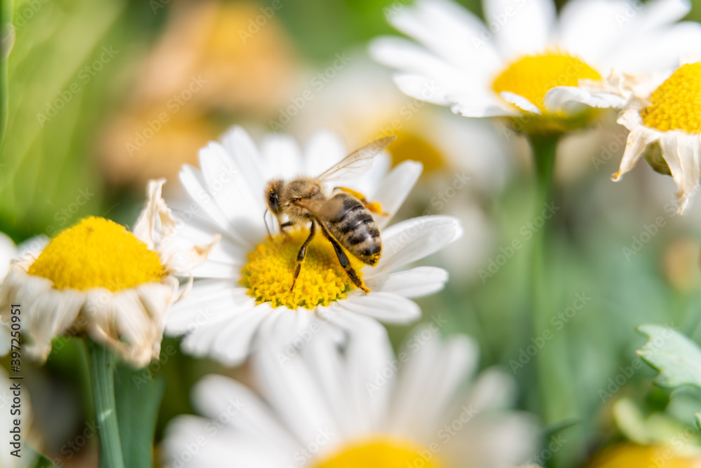 bee on flower