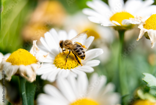Bee on daisy in the garden 1