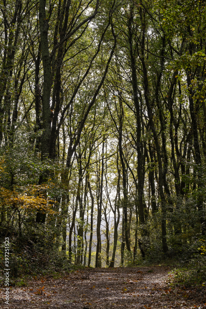 Chemin forestier par une belle journée ensoleillée d'automne en Italie