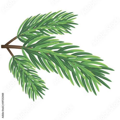 Isolated spruce branch on a white background. Vector illustration of a green spruce branch