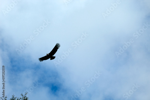 large Andean condor flies over the heights