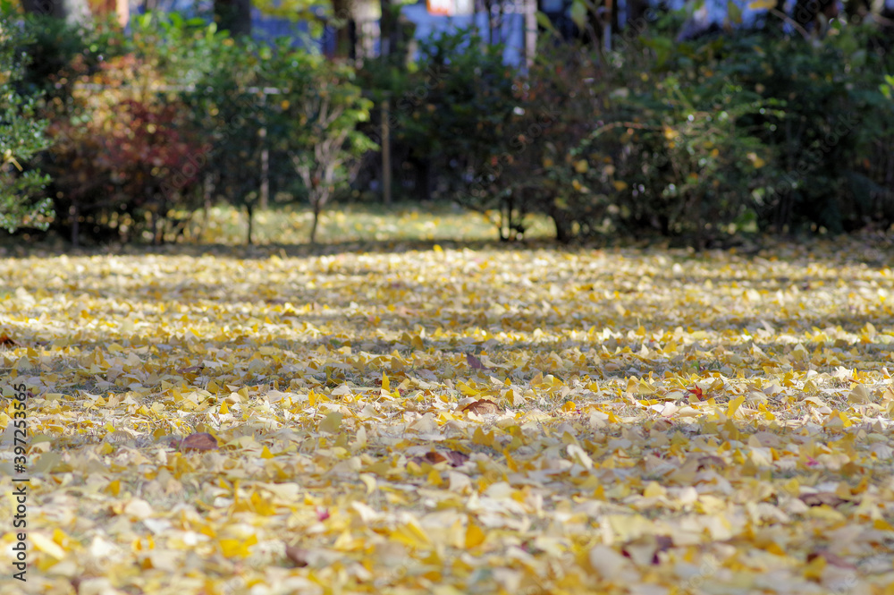 Obraz premium 落ち葉の積もった地面