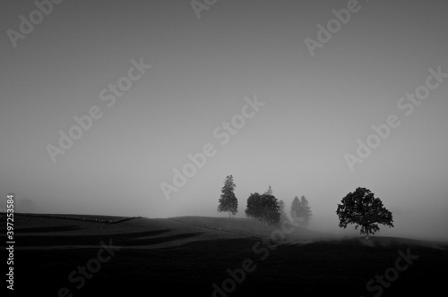 Bäume im Morgennebel