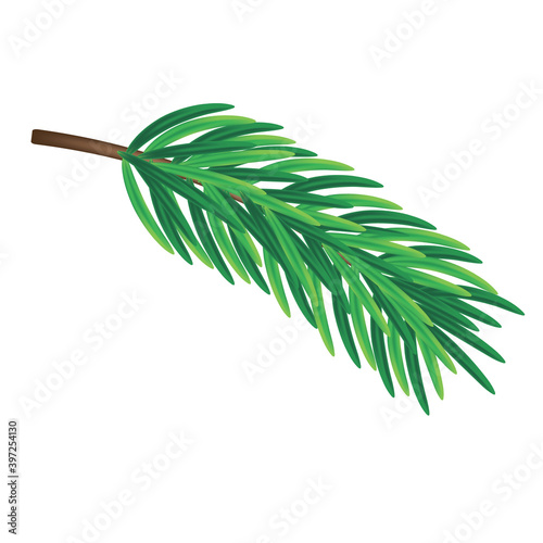 Isolated spruce branch on a white background. Vector illustration of a green spruce branch