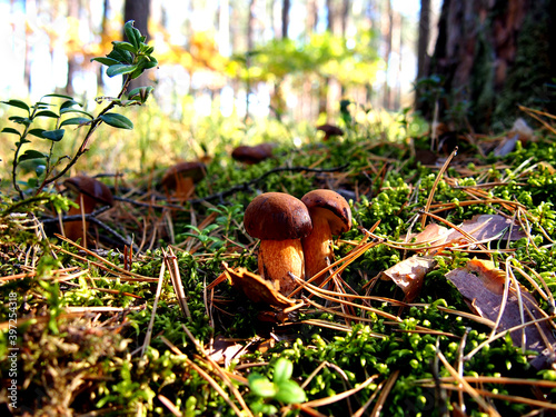 Wild mushroom Podgrzybek © Agnieszka