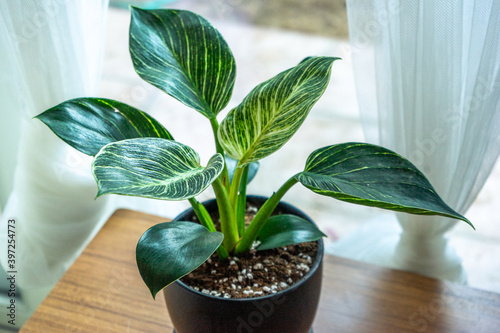 Philodendron Birkin Indoor Plant on Wooden Table by the Window
