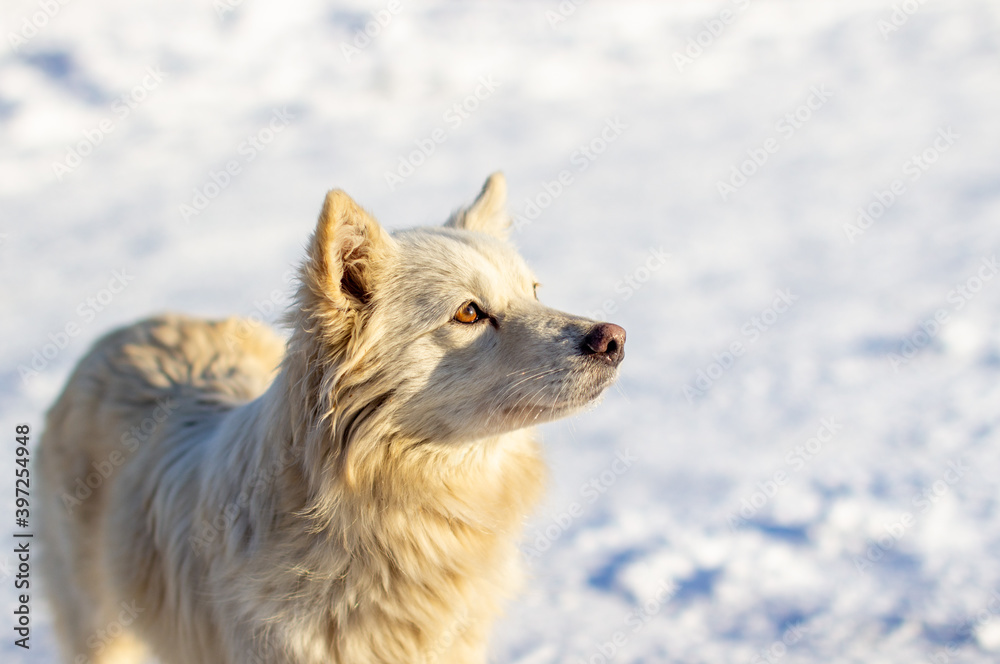 Naklejka premium A beautiful dog stands in the snow in winter and looks