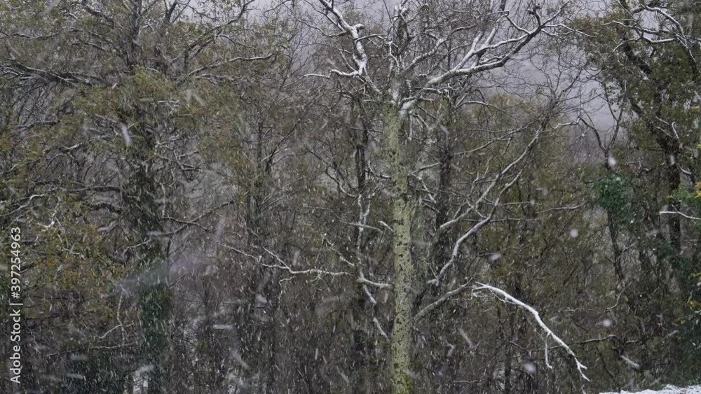 It snows in the internal forest and slowly, winter landscape It snows in the internal forest and slowly, winter landscape